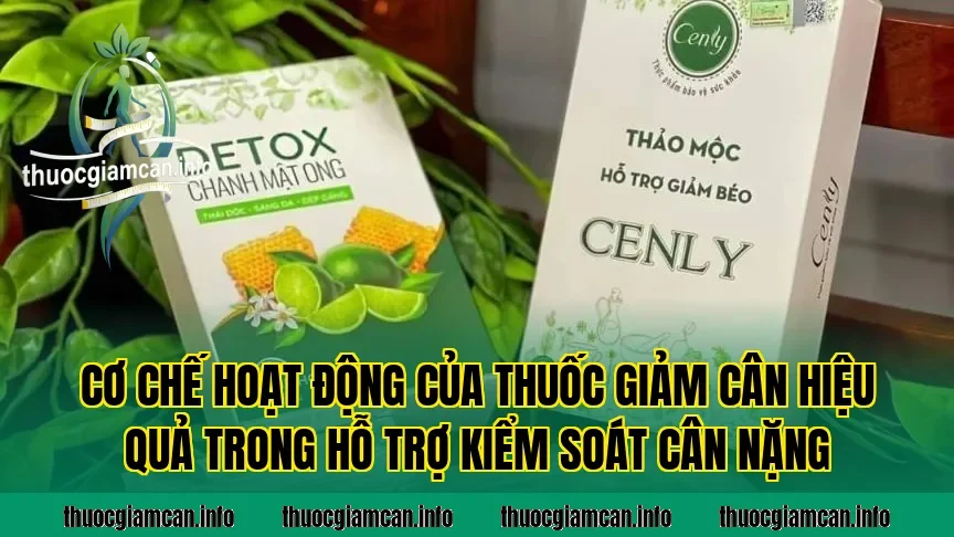 Cơ chế hoạt động của thuốc giảm cân hiệu quả trong hỗ trợ kiểm soát cân nặng