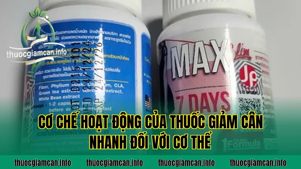 Cơ chế hoạt động của thuốc giảm cân nhanh đối với cơ thể